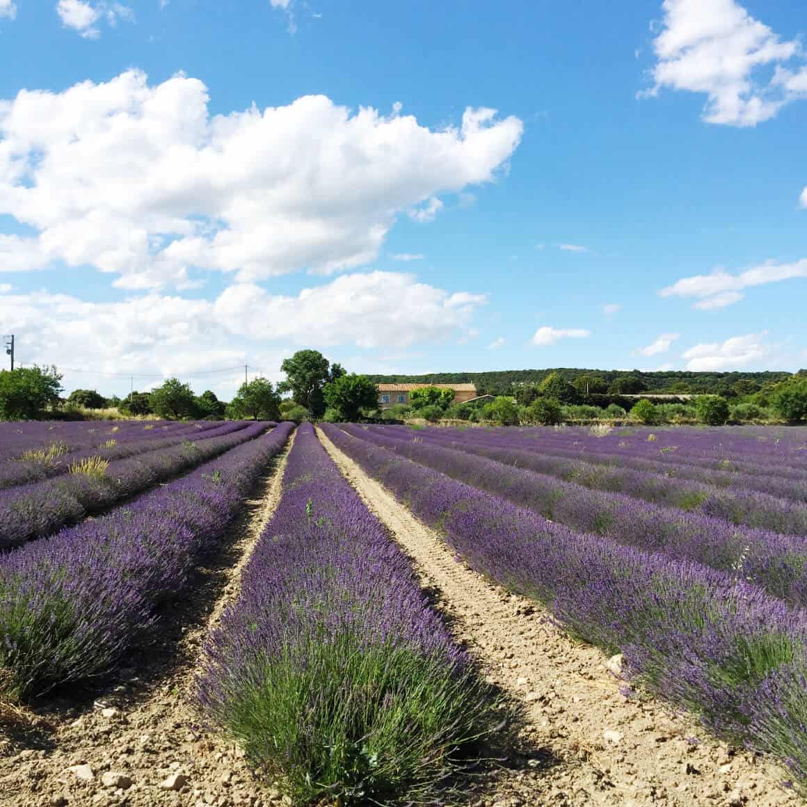 Rhone Valley France / Love & Lemons