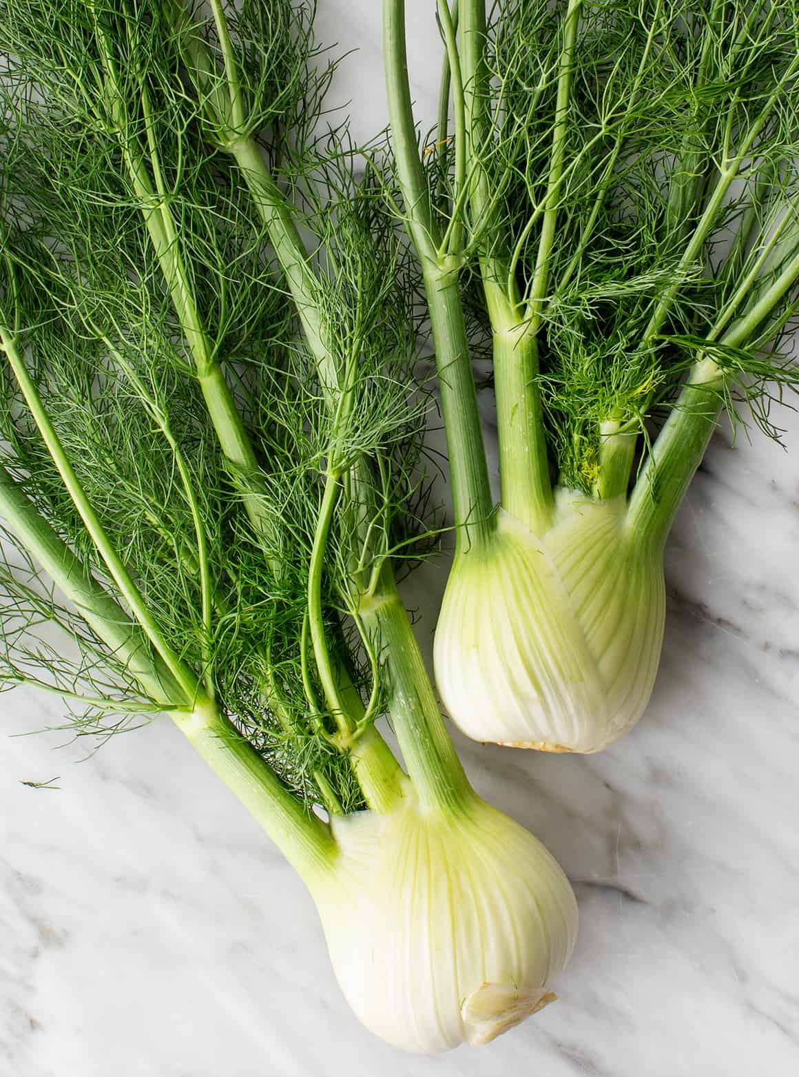 Image of Fennel plant