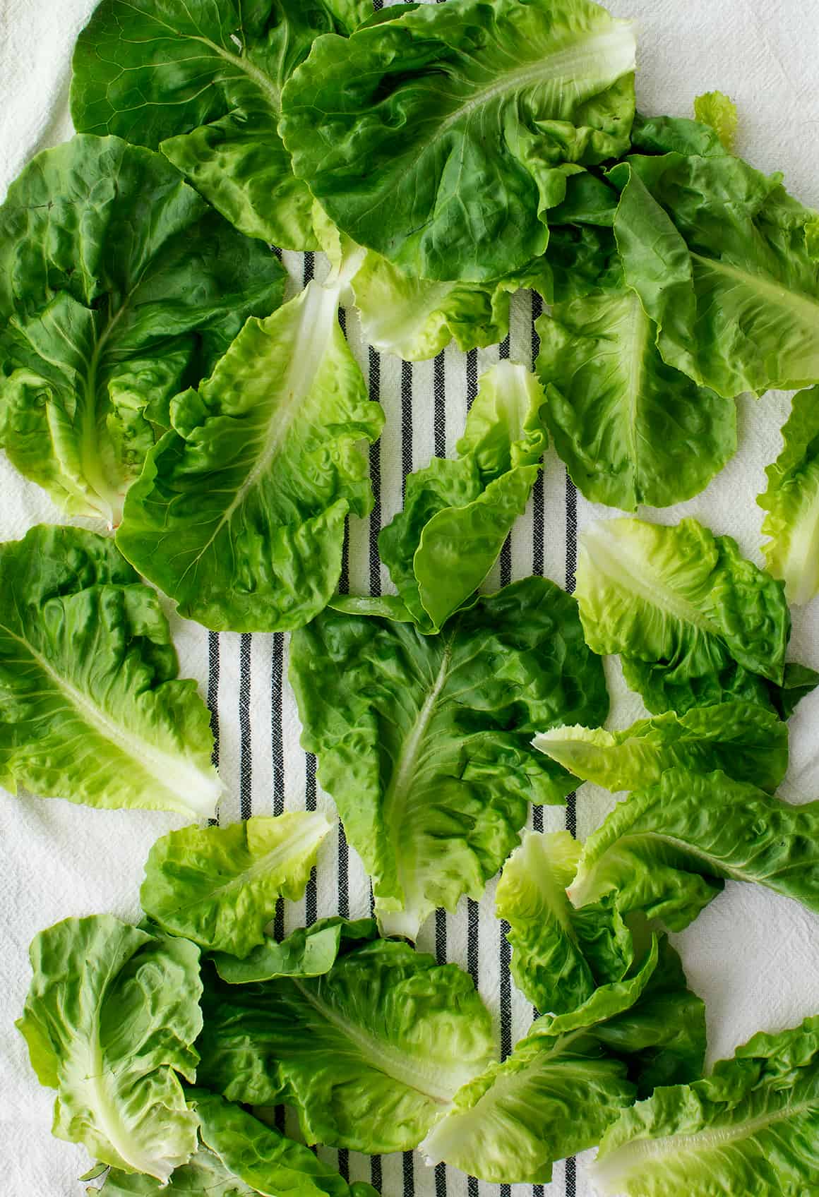 lettuce on a dish towel